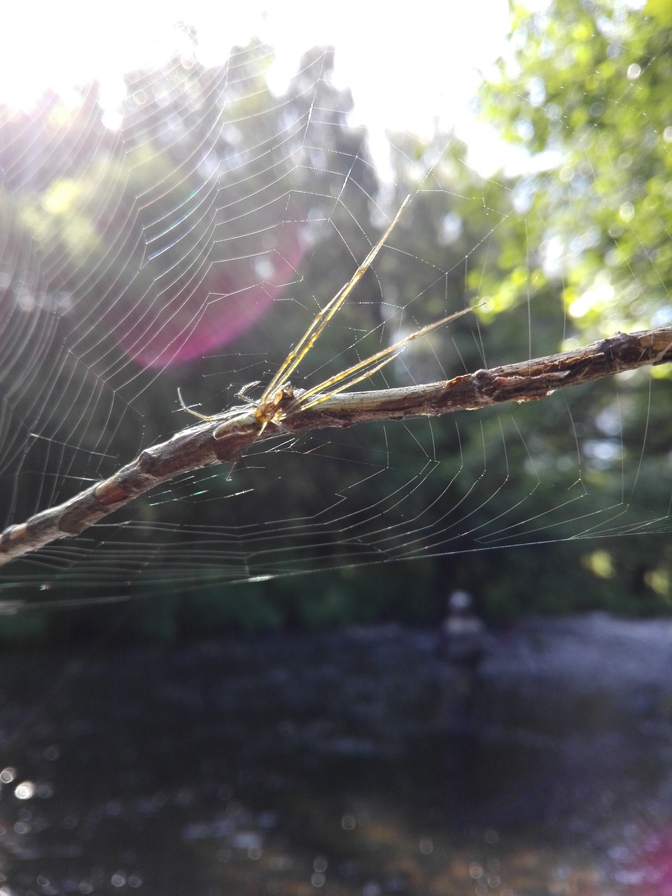 spider fishing web free photo