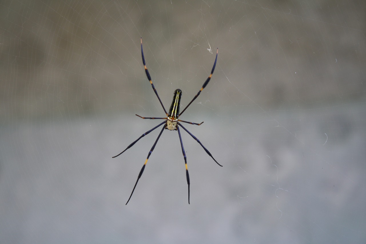 spider bali gray free photo