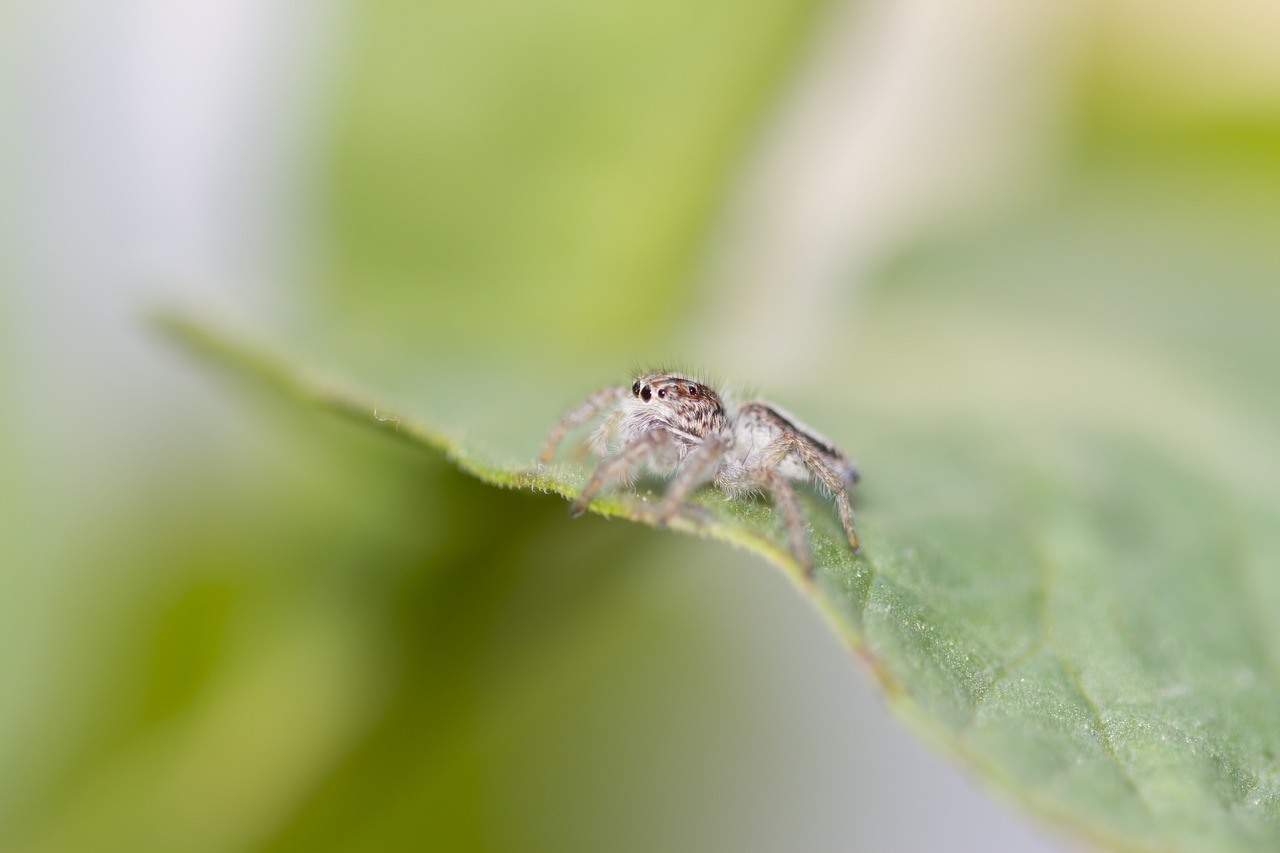 spider garden green leaves free photo