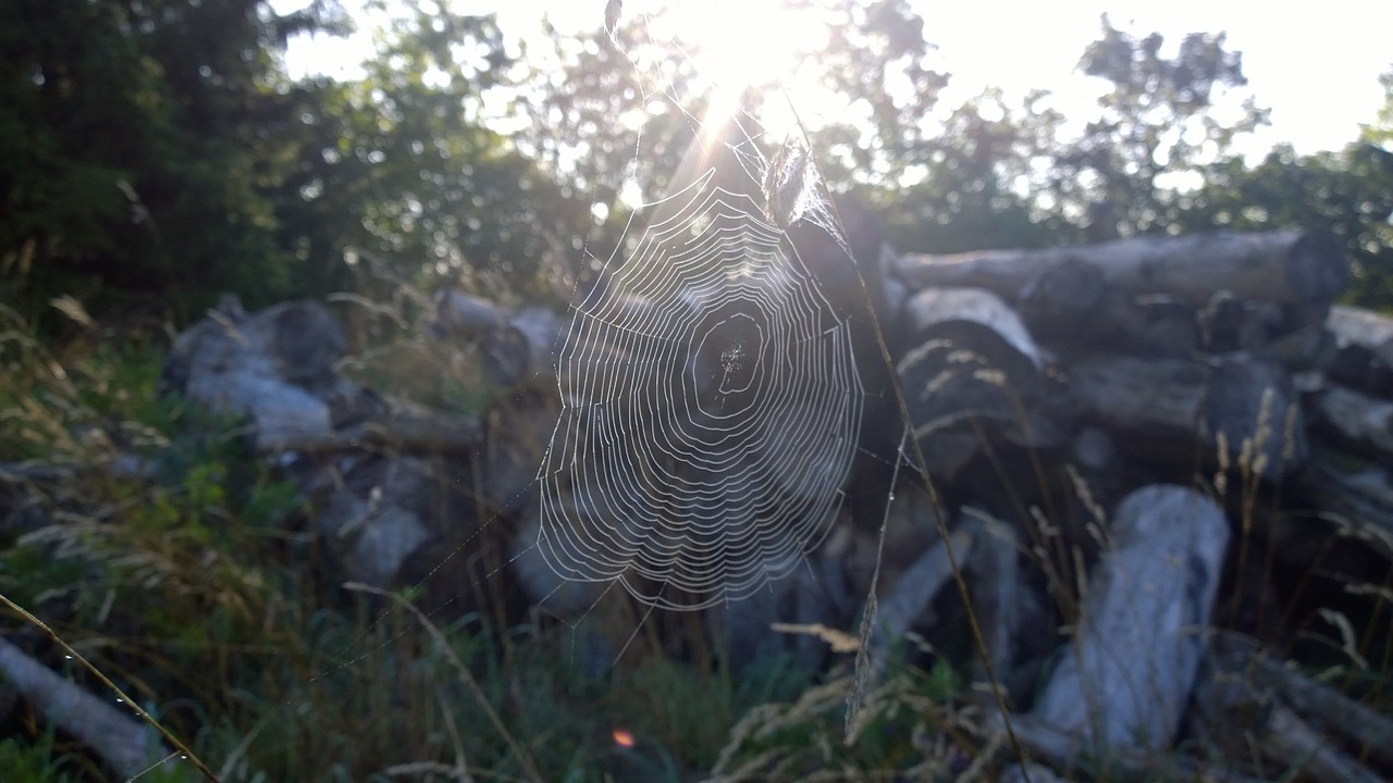 spider web sun free photo