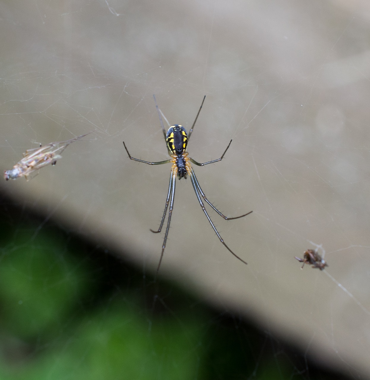 spider spider web macro free photo