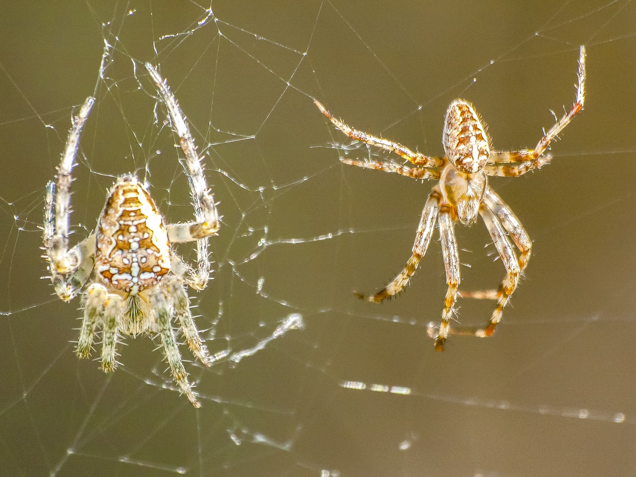 spider animal nature free photo