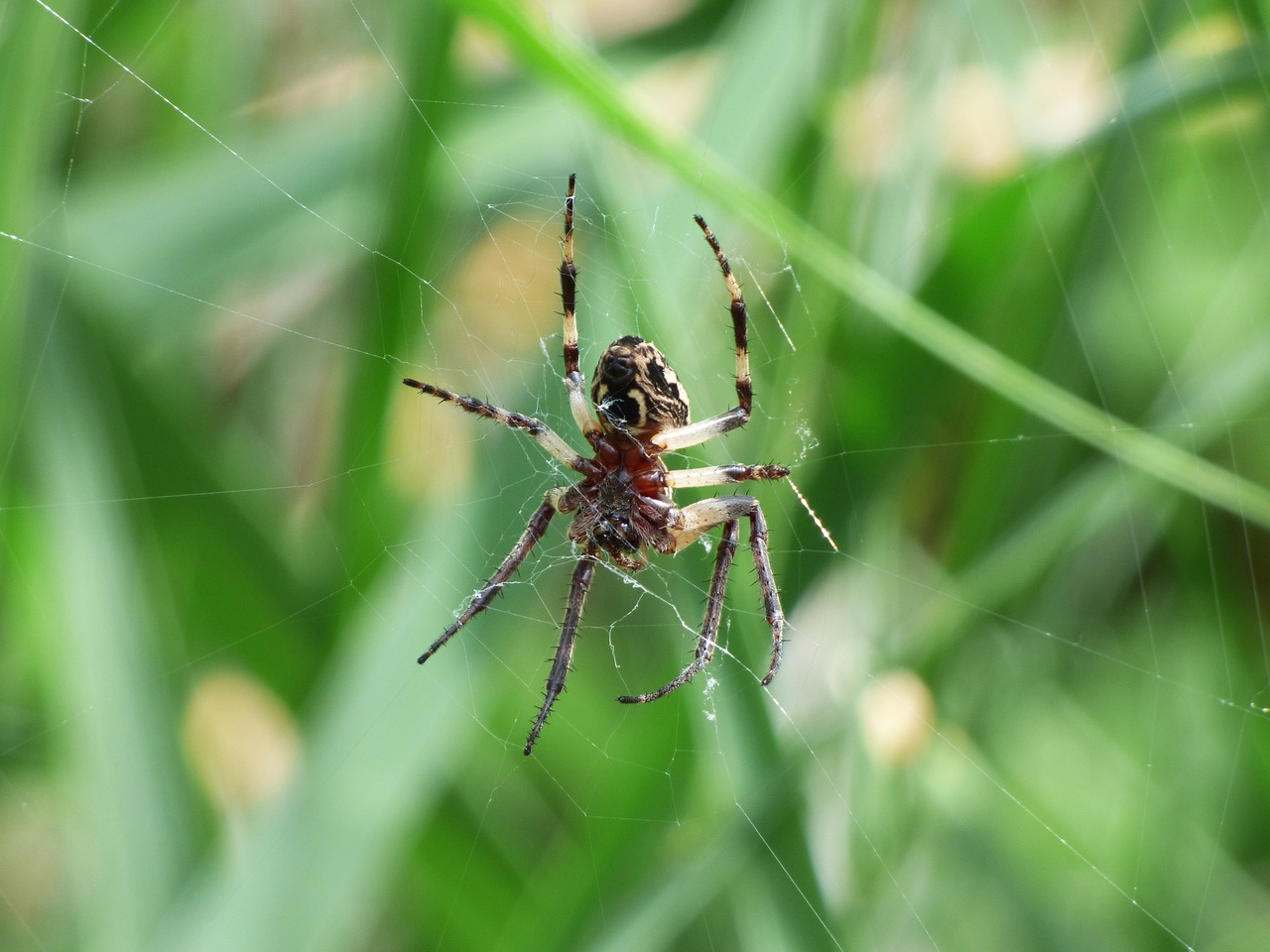 spider arachnid agalenatea redii free photo