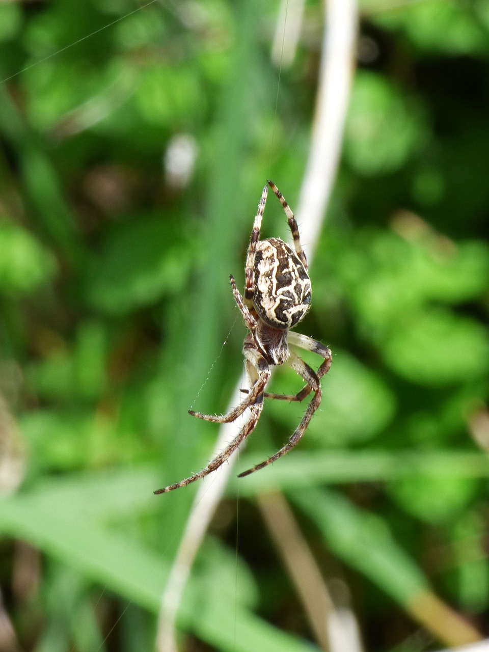 spider arachnid agalenatea redii free photo