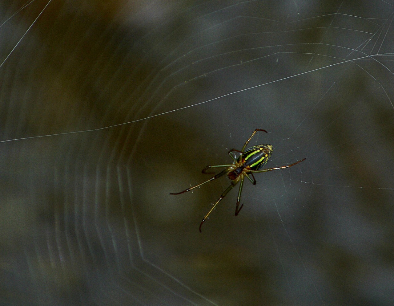 spider web nature free photo