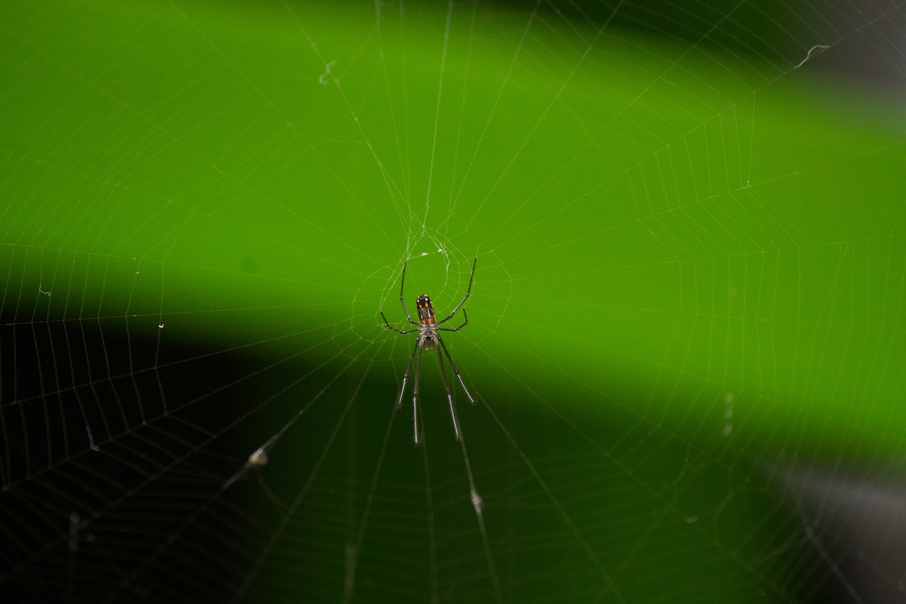 spider animal web free photo