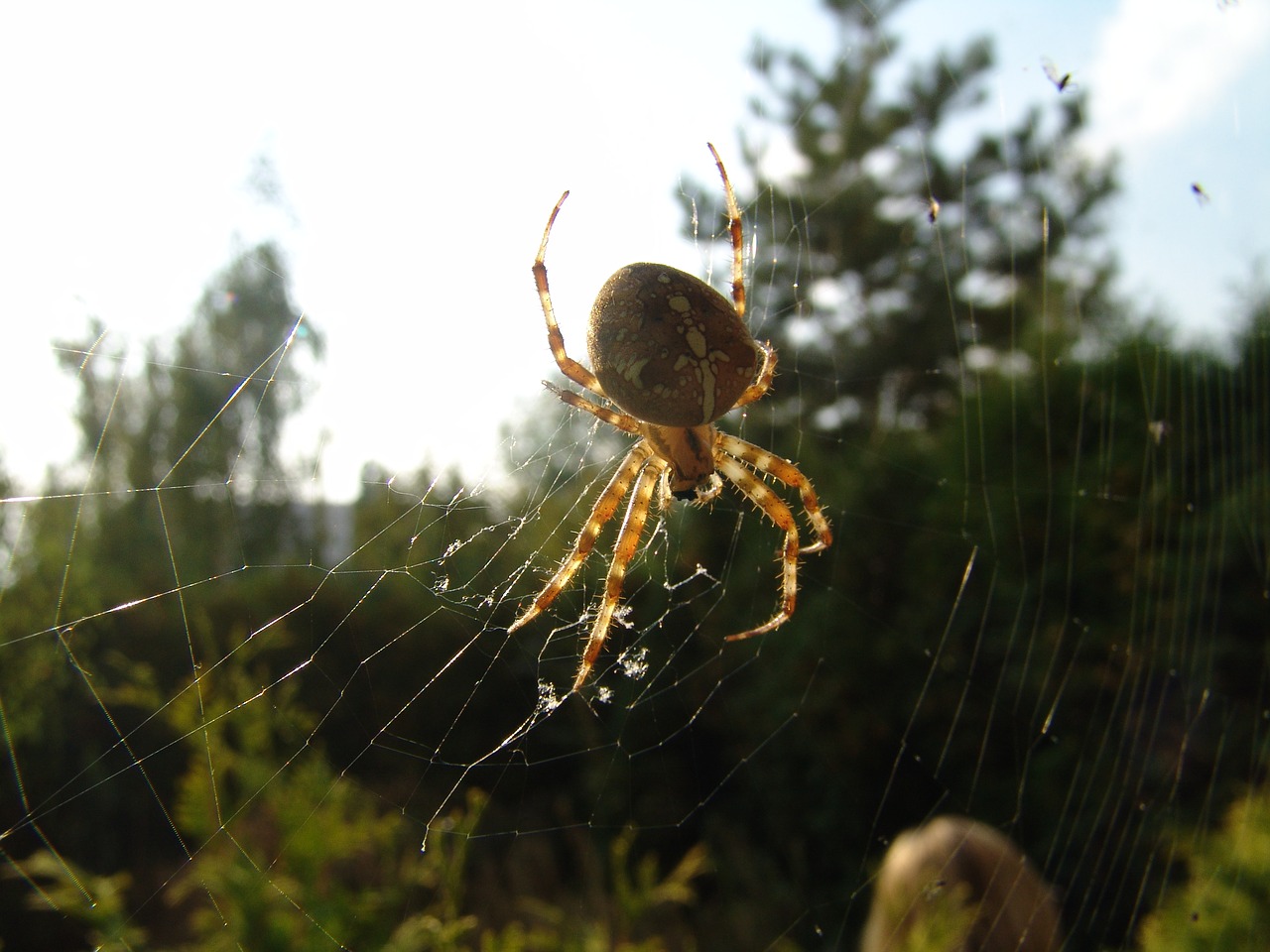 spider hotel insect free photo