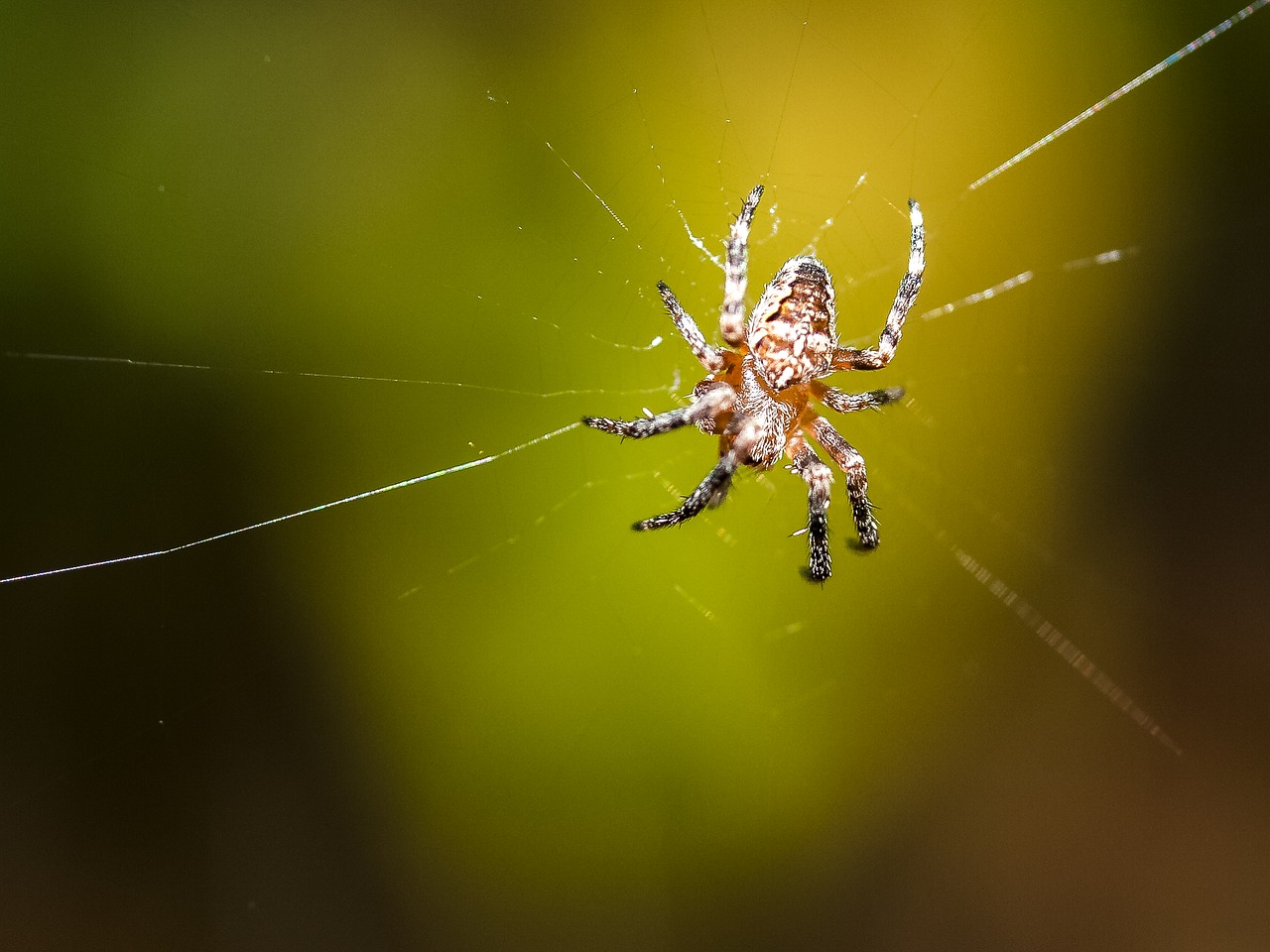 spider nature animal free photo