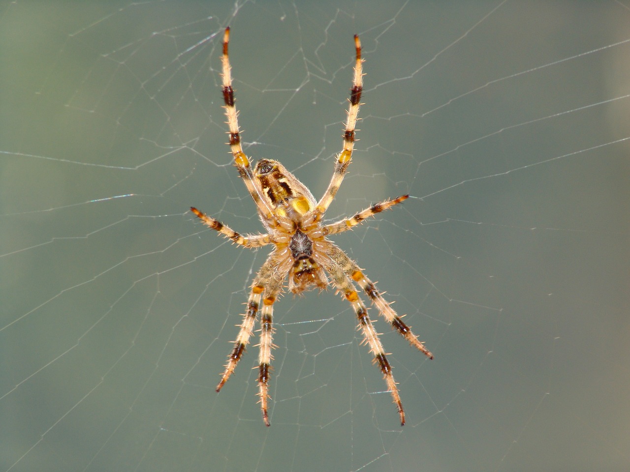 spider animal nature free photo