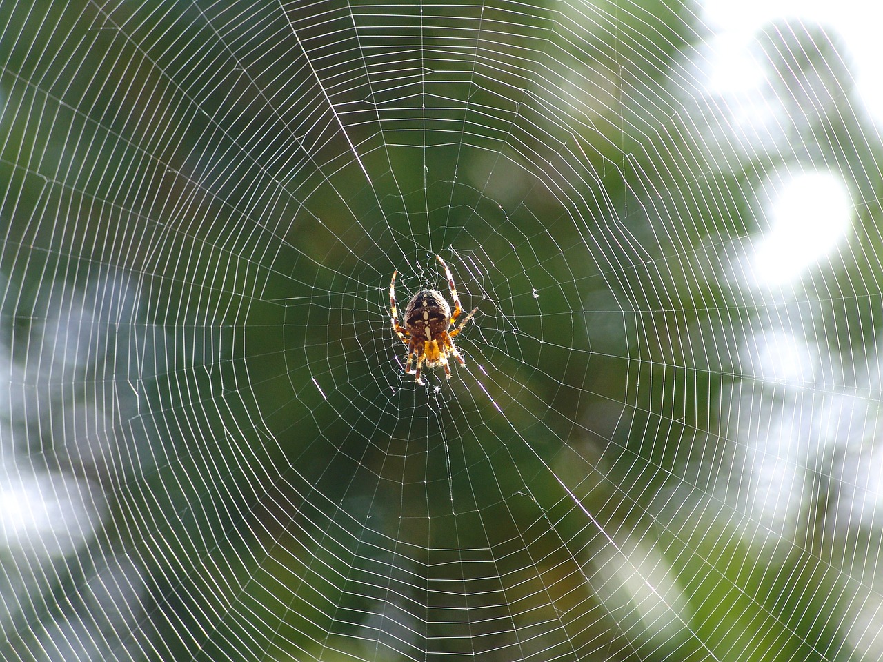 spider nature close free photo