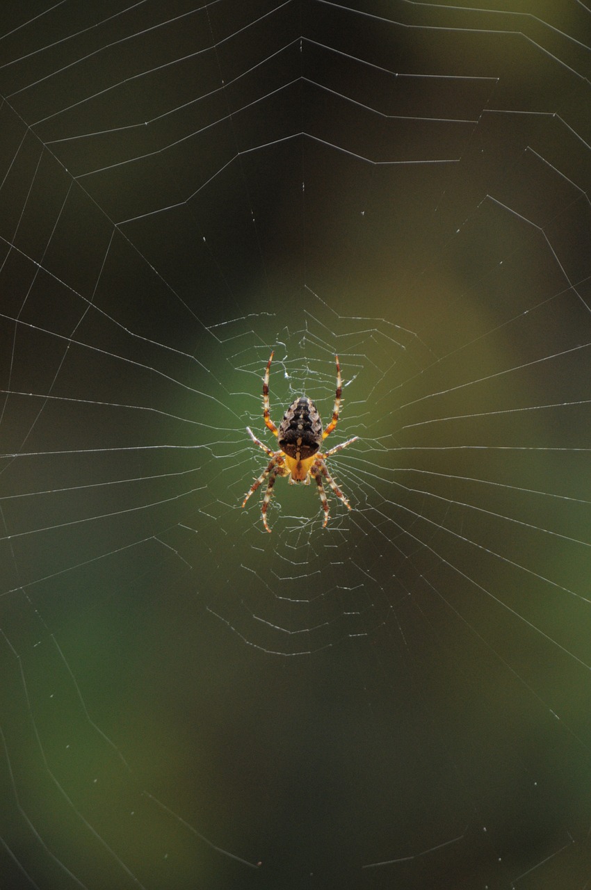 spider nature cobweb free photo