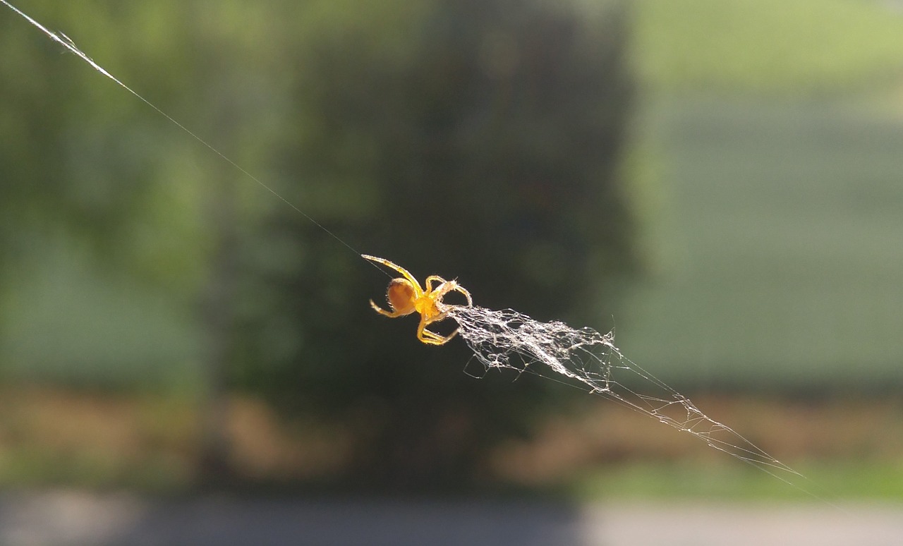 spider cobweb window free photo