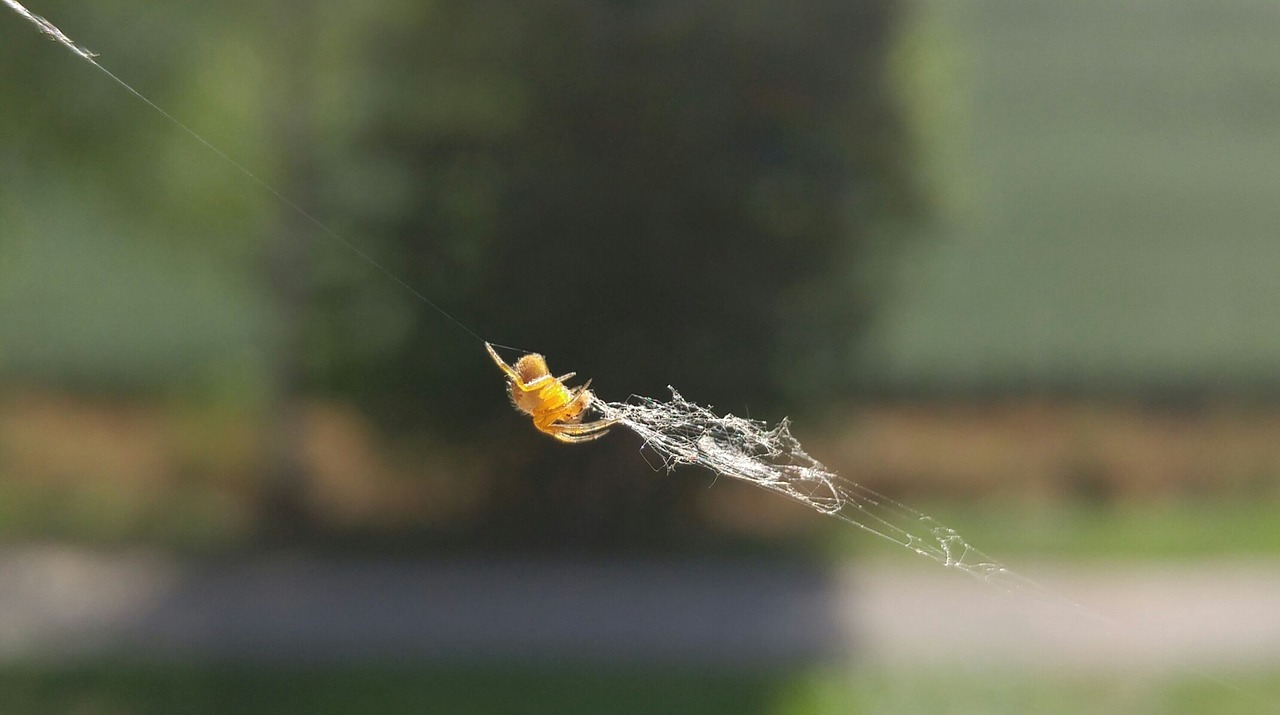 spider cobweb window free photo