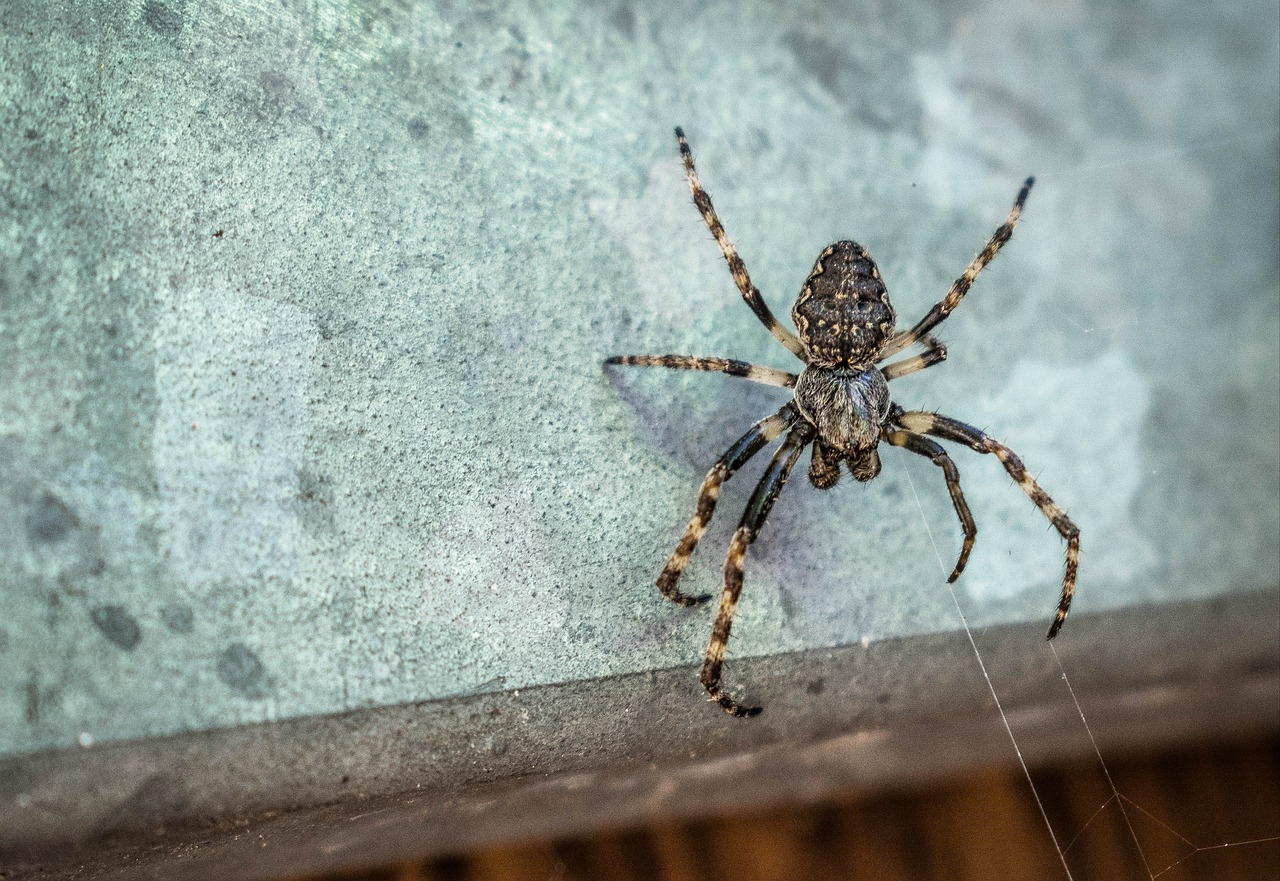 spider insect balcony free photo