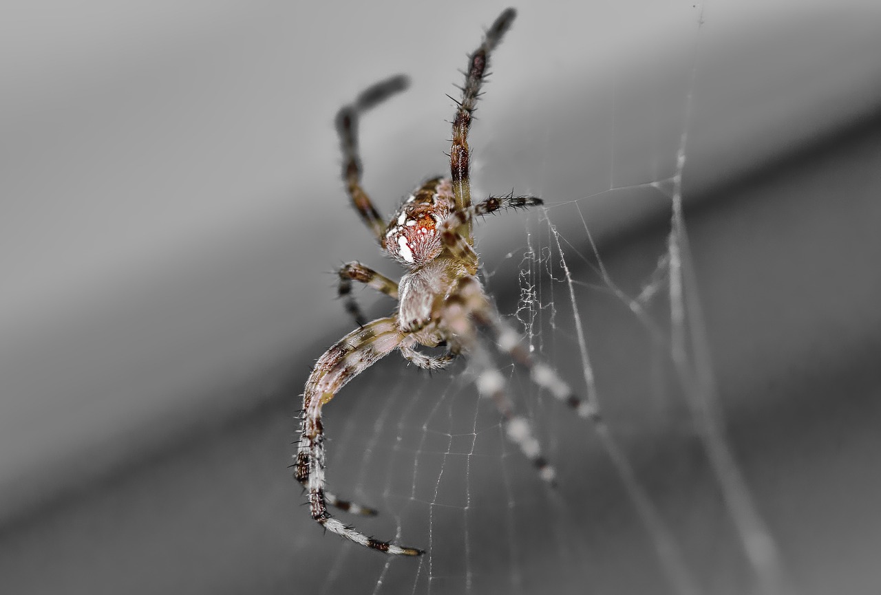 spider macro web free photo