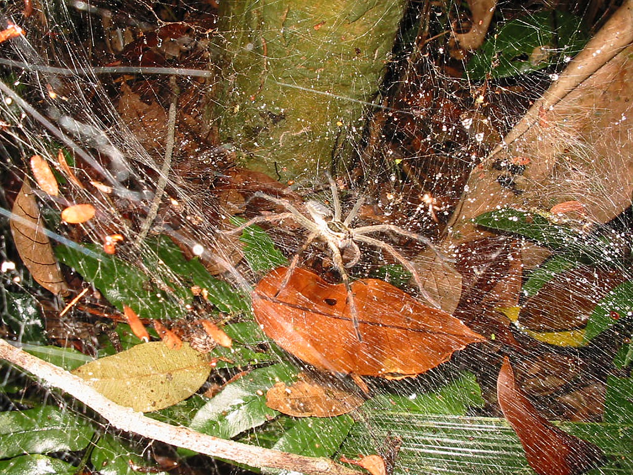 spider web arachnid free photo