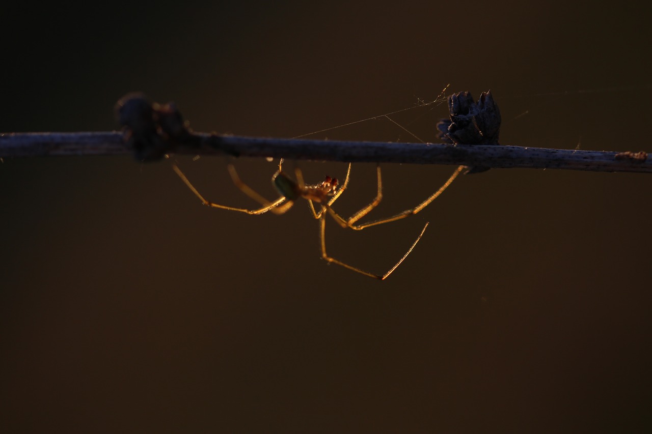 spider casey light free photo