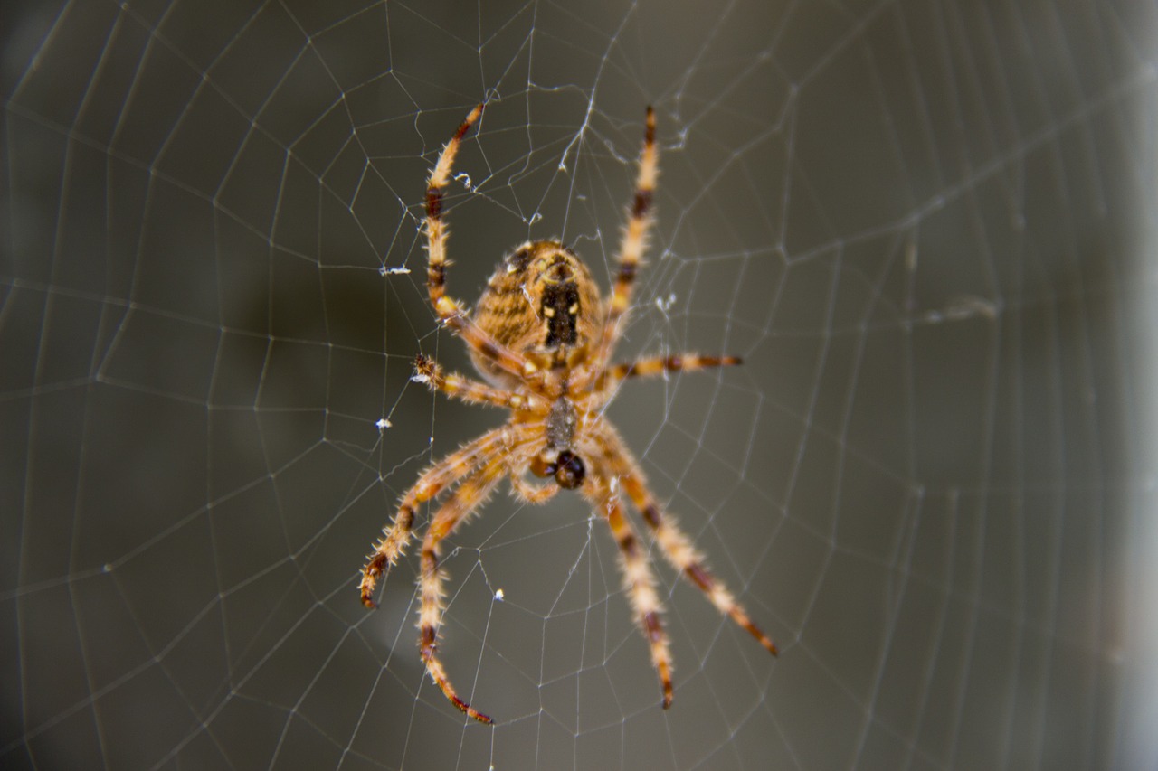 spider network web free photo