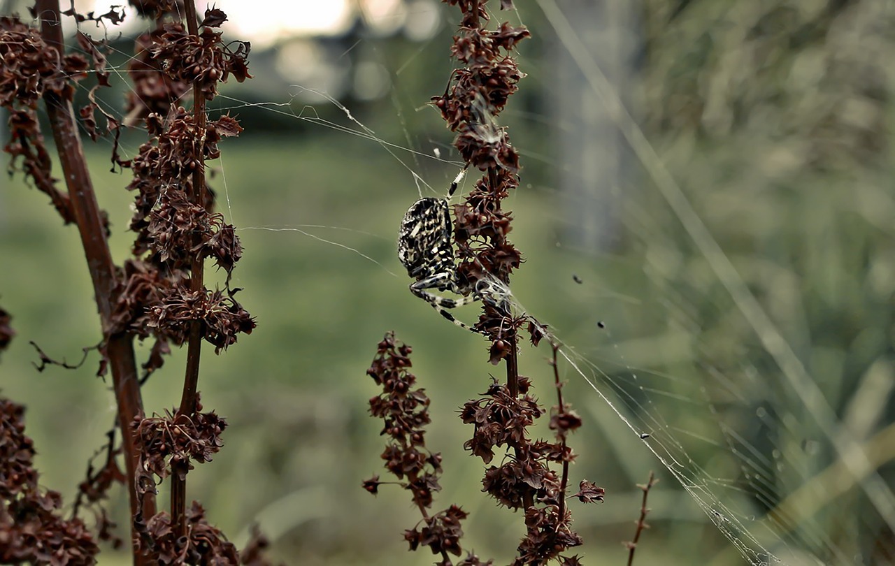 spider macro web free photo