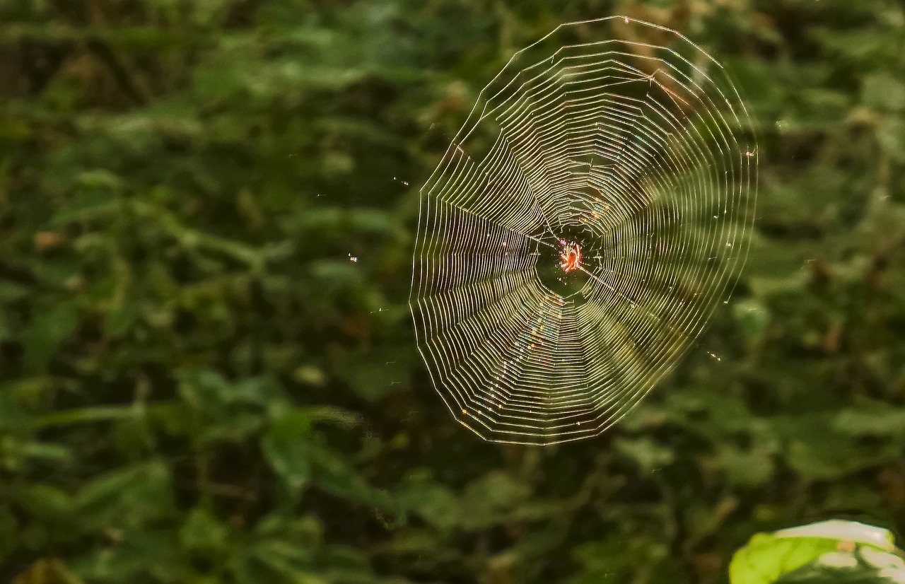 spider spider web forest free photo