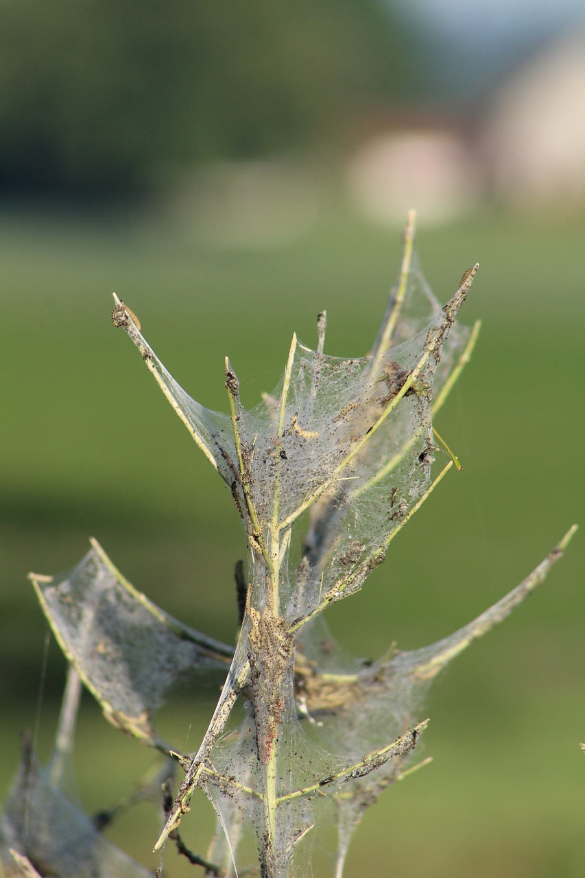 spider tree cobweb free photo