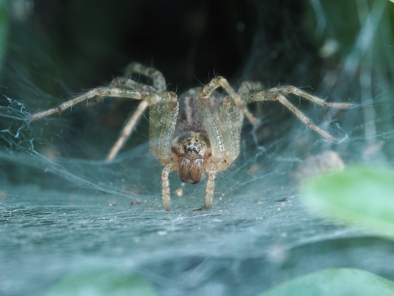 spider horror nature insect free photo