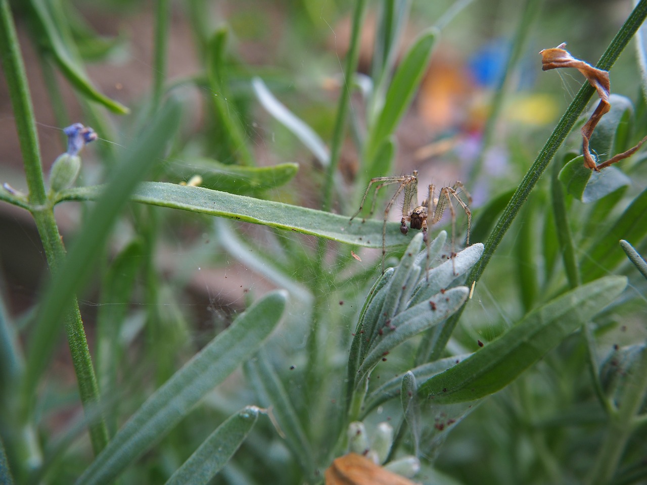 spider garden animal free photo