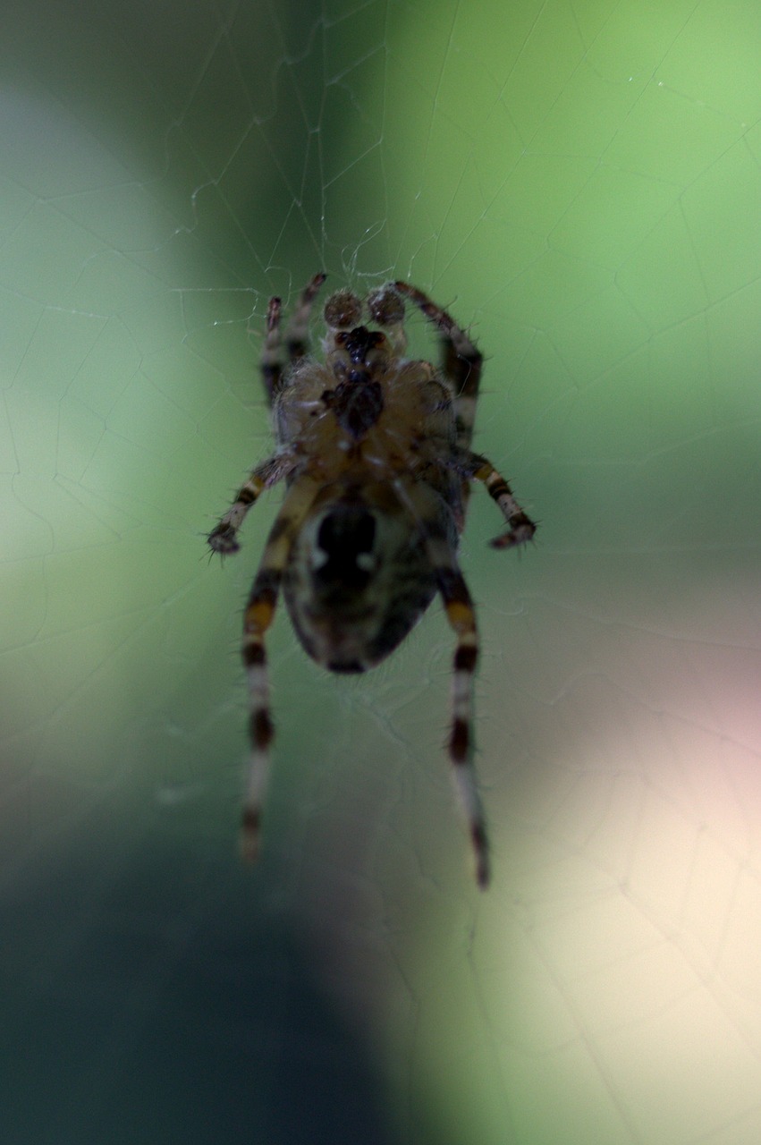 spider spider web arachnid free photo