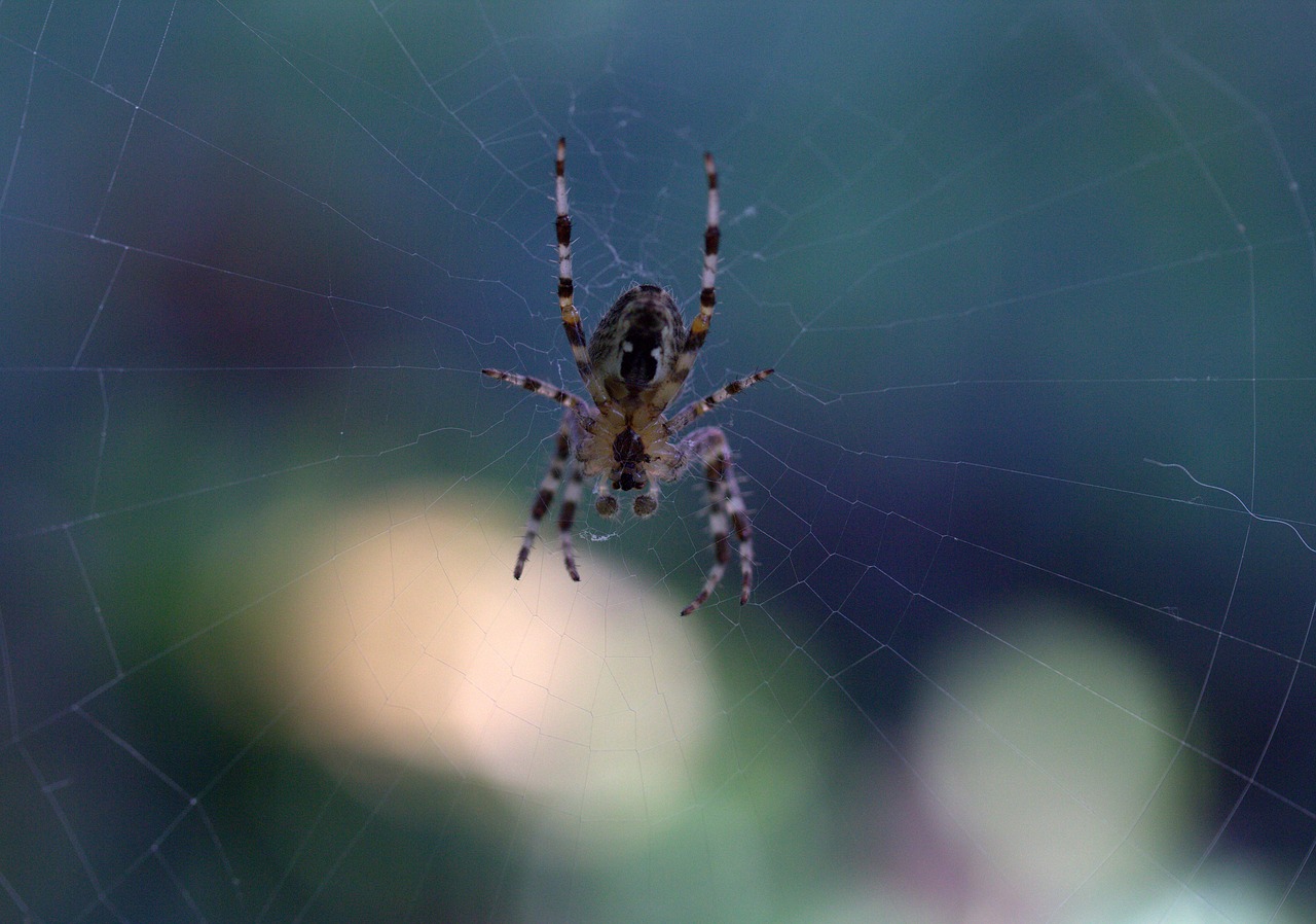 spider spider web arachnid free photo