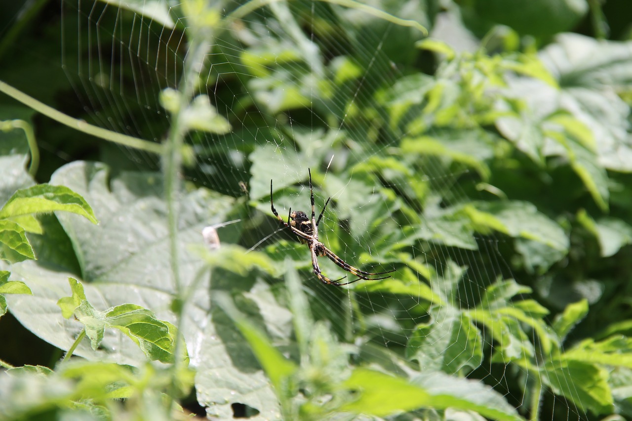 spider wild mato free photo