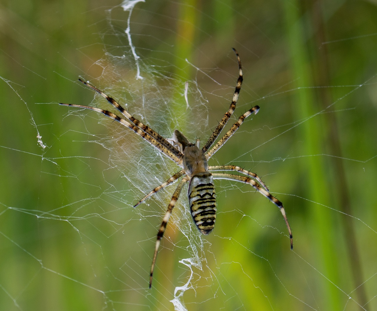 spider spider web macro free photo