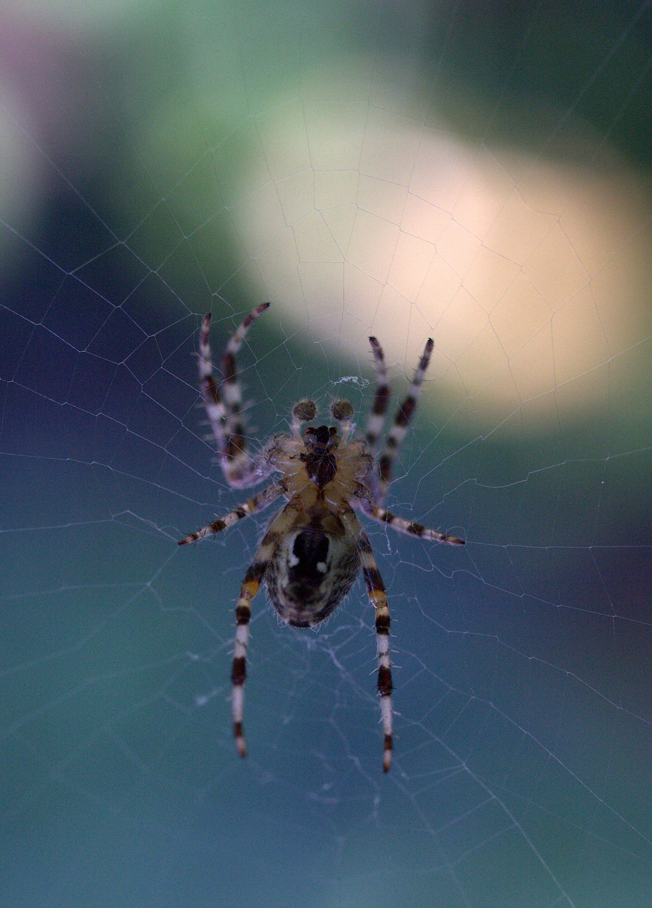 spider spider web hooked free photo