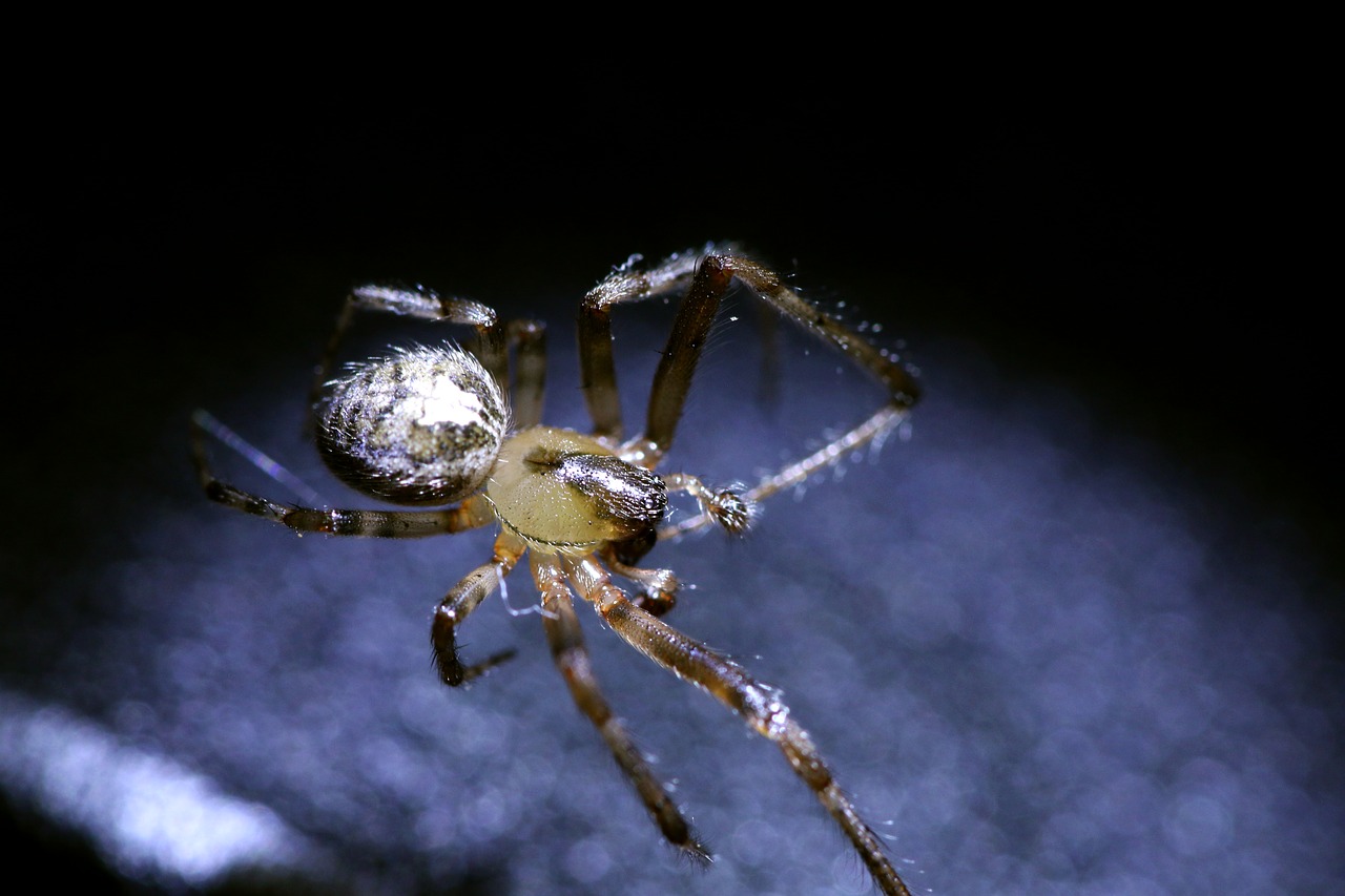 spider insect macro free photo