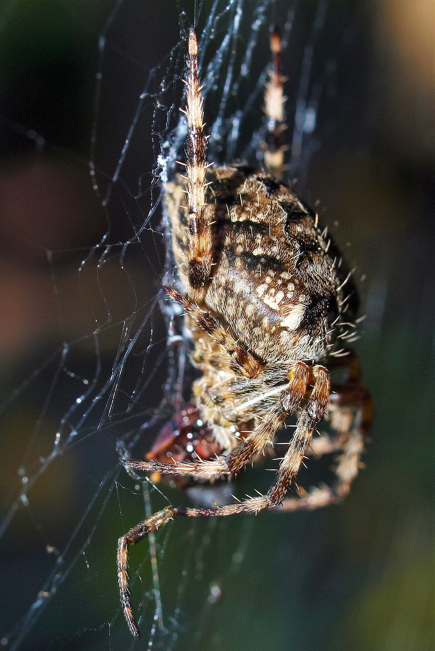 spider insect web free photo