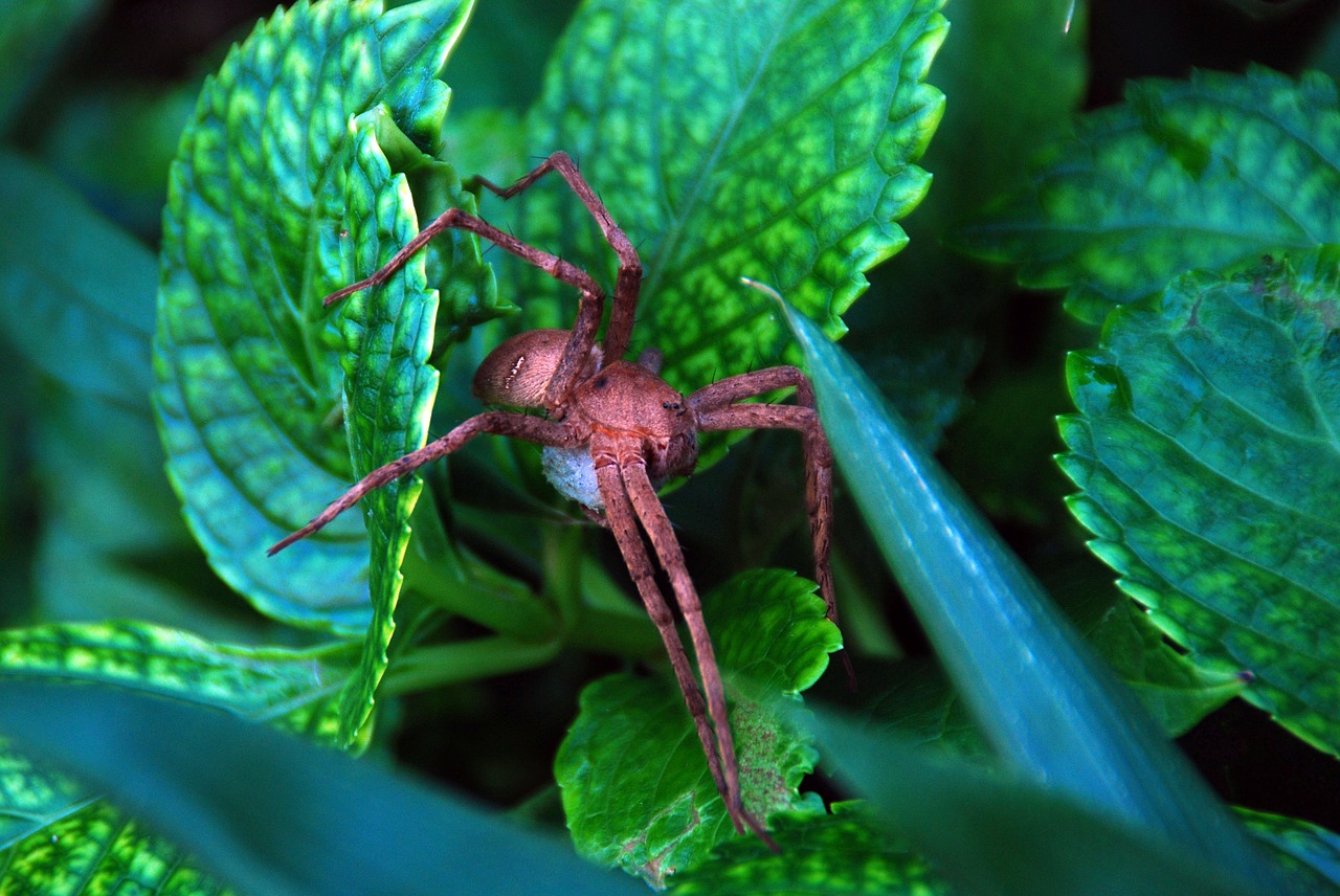 spider nature animal free photo