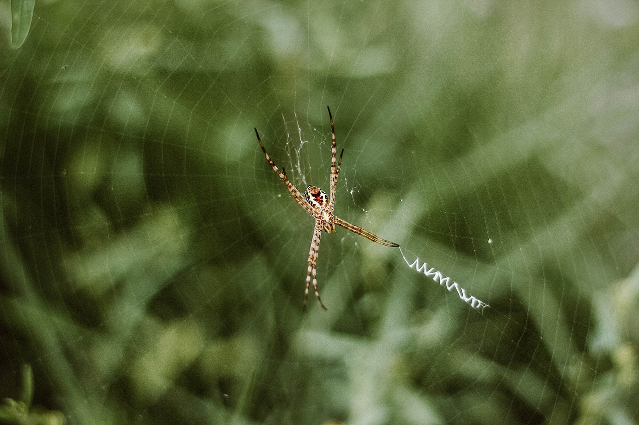 spider web outdoor free photo