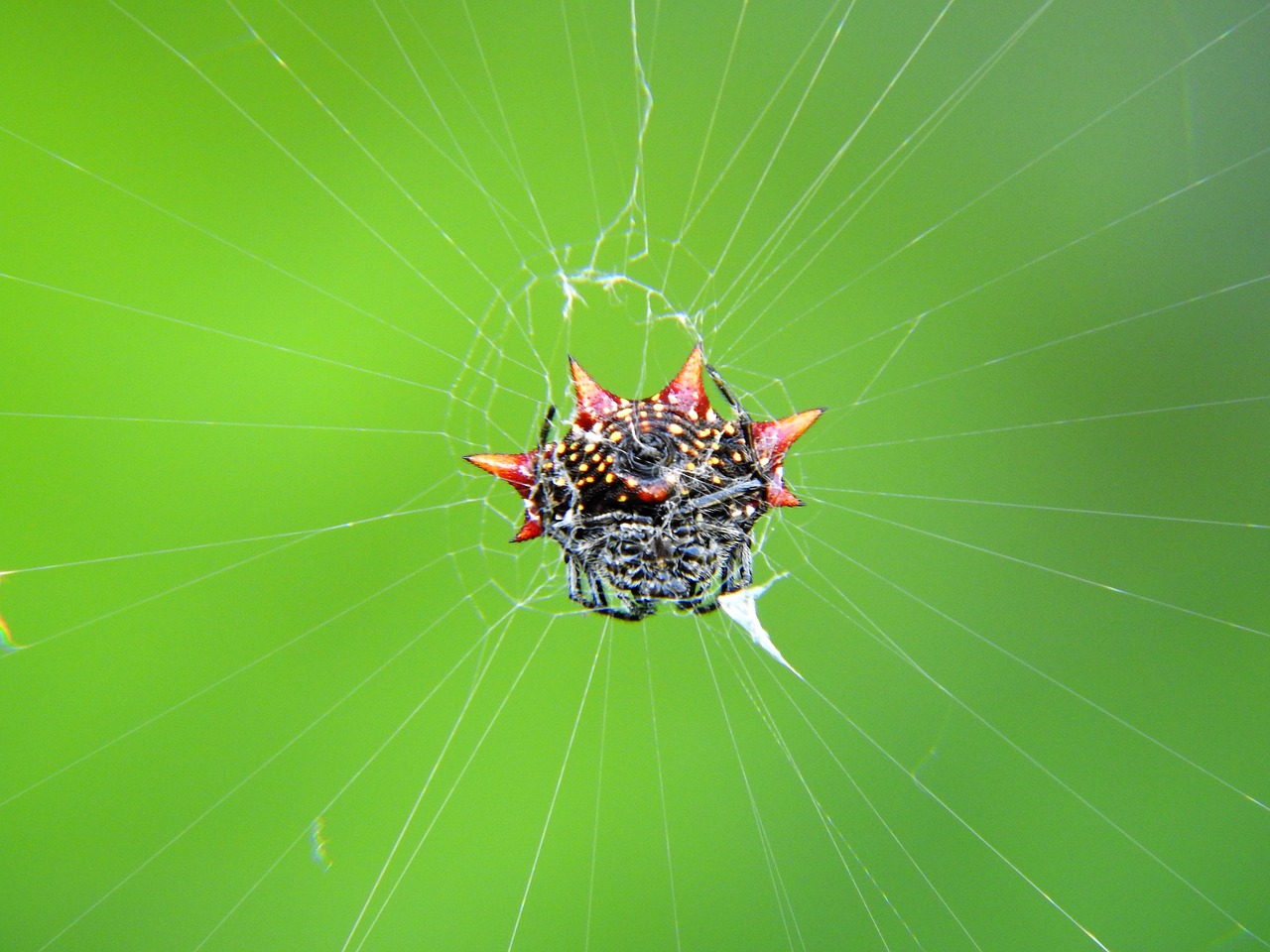 spider crap spider black free photo