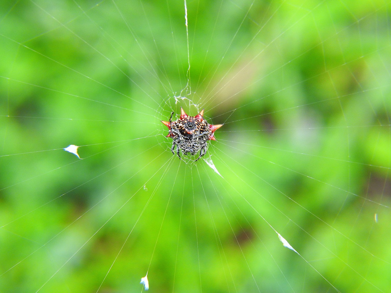 spider crap spider black free photo