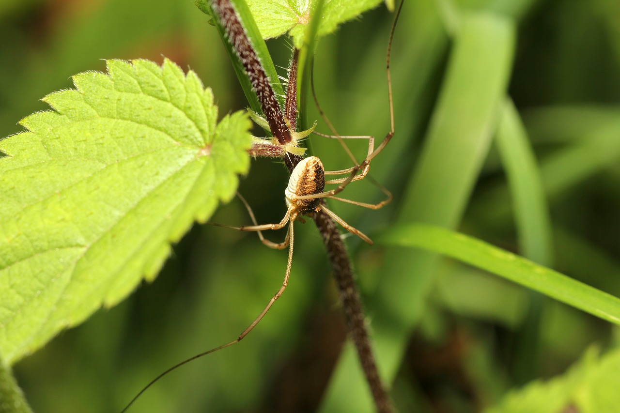 spider nature animal free photo