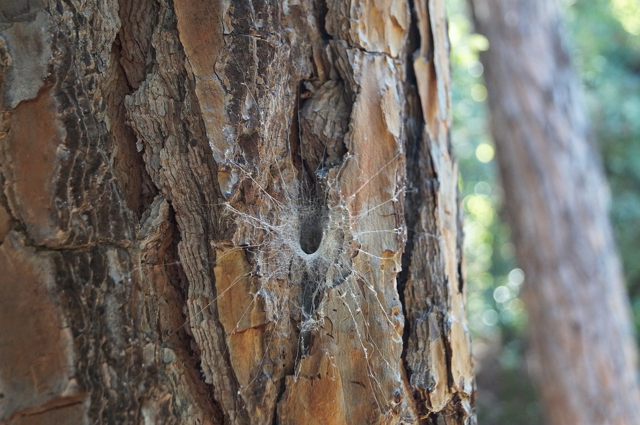 spider tree net free photo