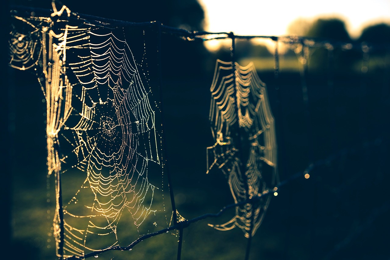 spider web outdoor free photo