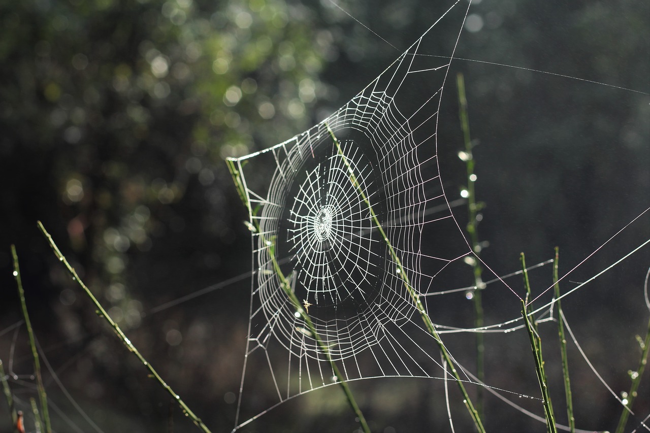 spider web outdoor free photo