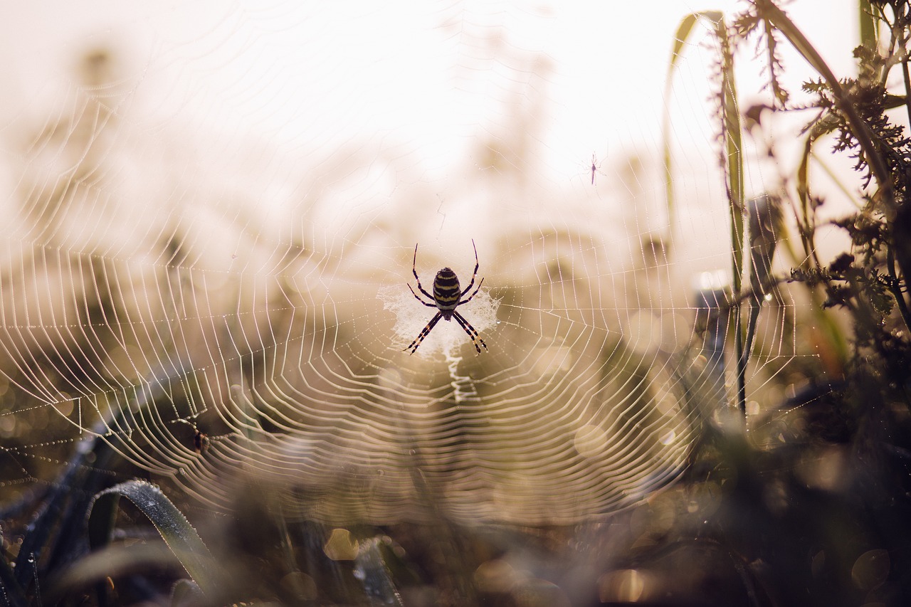 spider web insect free photo