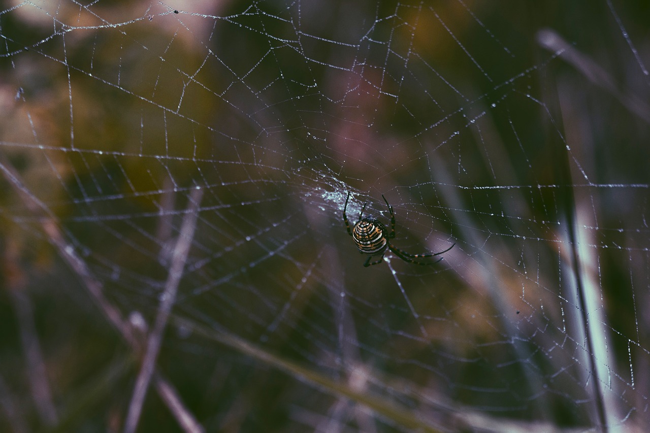 spider web insect free photo