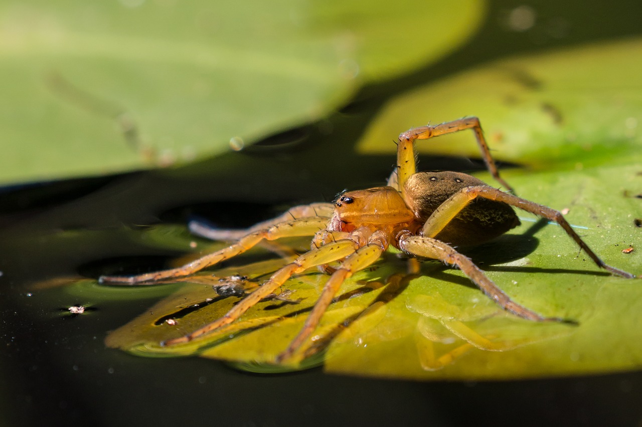 spider fishing water free photo