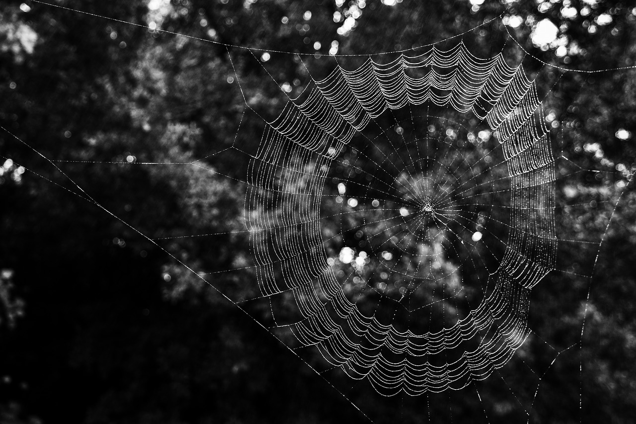 spider web insect free photo