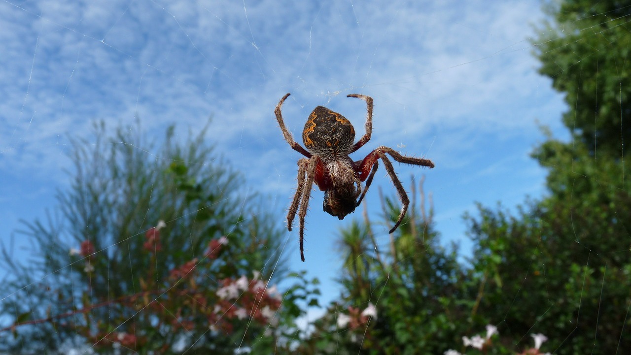 spider web garden free photo