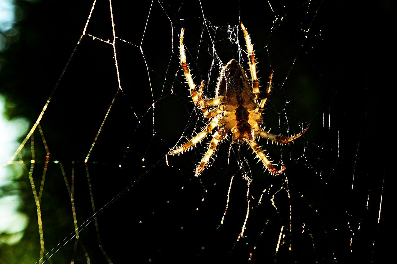 spider insect macro free photo