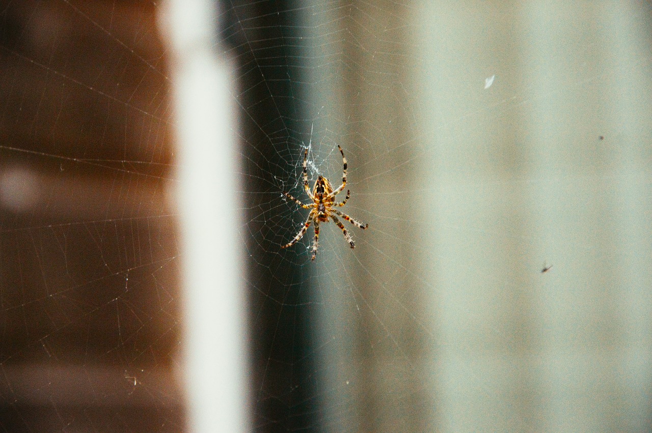 spider web insects free photo