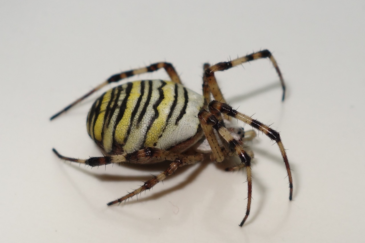 spider zebraspinne insect free photo